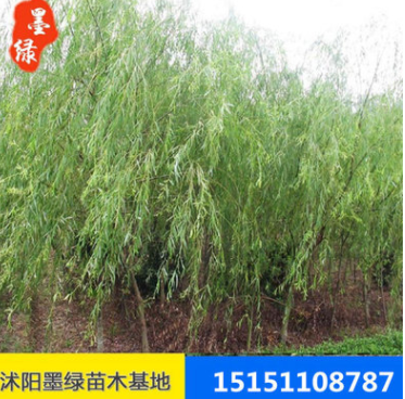 廠家直銷直升柳 園林工程綠化青皮柳 低價促銷 規格齊全 優良
