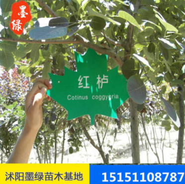 【紅櫨】基地出售 大量從優(yōu) 供應各種規(guī)格優(yōu)質 黃櫨 美國紅櫨量大