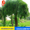 【龍爪槐】 垂槐樹苗 龍爪槐苗 規格齊全 園林道路綠化批發