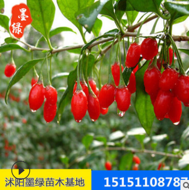 供應(yīng)高質(zhì)量寧夏枸杞 枸杞苗 高產(chǎn)高收品質(zhì)保證 廠家直銷 量大從優(yōu)