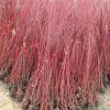 北京苗圃供應苗木樹苗紅瑞木 送貨上門保成活可負責栽植 可開票