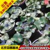 基地批發(fā)睡蓮盆栽睡蓮?fù)ピ核爻靥辆G化水生植物睡蓮凈化水質(zhì)