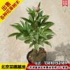 基地批發(fā)芍藥花苗芍藥種根芍藥花盆栽當(dāng)年開花苗庭院種植包送貨