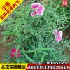 基地批發(fā)常夏石竹美國石竹五彩石竹地被觀花草花送貨上門