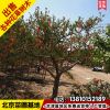 苗圃現(xiàn)起石榴樹古石榴大樹四季庭院石榴樹寓意多子多福管送管栽