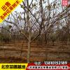 基地現(xiàn)起蘋果樹苗8公分庭院種植蘋果樹苗木富士大蘋果當(dāng)年結(jié)果
