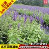 苗圃供應(yīng)草花婆婆納花苗婆婆納可充當(dāng)薰衣草花北京送貨上門