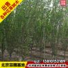 5公分西府海棠樹苗基地花樹批發(fā)價格6公分西府海棠苗木行道樹綠化