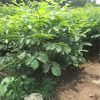山東苗圃基地現挖現賣核桃樹 規格齊全 一年生核桃樹#