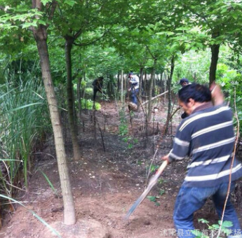 銷售復葉槭 金邊/金葉復葉槭 6--8公分復葉槭基地 綠化苗木