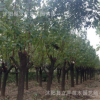 大量供應綠化苗木 紅綠梅 規格齊全 量大優惠
