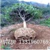 批發桂花樹 湖南桂八月.自然冠桂花樹常綠喬木樹