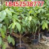 嫁接白蘭花樹苗盆栽包郵正宗黃桷蘭花苗綠植室內(nèi)濃香型花卉除甲醛