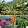 基地直銷 長林系列 高產(chǎn)嫁接油茶苗 高產(chǎn)嫁接裸根苗