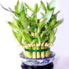水培植物 富貴竹節(jié)節(jié)高辦公室盆景綠植