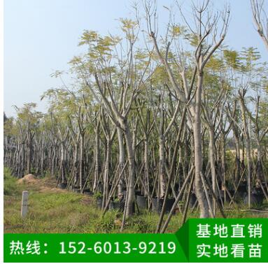 藍花楹 綠化工程苗木 行道樹 風景樹 移植苗批發 品種多樣