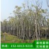 藍(lán)花楹 綠化工程苗木 行道樹 風(fēng)景樹 移植苗批發(fā) 品種多樣