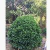 福建廠家直銷 非洲茉莉球價格 大量批發(fā) 規(guī)格齊全 150*150精品