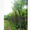 福建廠家直銷 庭院公園風(fēng)景樹 園林綠化苗木紅花紫荊 羊蹄甲