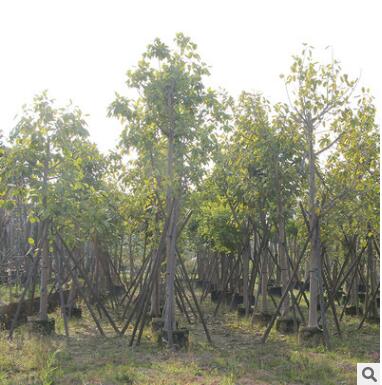 富貴榕盆栽盆景園藝花卉苗木種植綠植庭院陽臺園林綠化工程