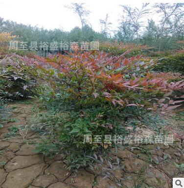 西安綠化苗木批發 南天竹基地 紅色小灌木 周至營養杯南天竹樹苗