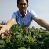 基地大量批發優質食用玫瑰苗｜豐花一號藥用玫瑰苗一年苗