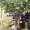 長年供應(yīng)優(yōu)質(zhì)8公分月季樹玫瑰樹盆栽綠植花卉盆景量大從優(yōu)