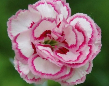 花卉種苗康乃馨種苗石竹花種苗四季播 盆栽陽(yáng)臺(tái) 種植