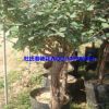 長年供應(yīng)優(yōu)質(zhì)9公分月季樹玫瑰樹盆栽綠植花卉盆景量大從優(yōu)