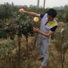 供應優質直接粗4公分玫瑰樹 月季樹 樹型月季