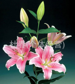 昆明鮮花批發(fā)　百合花批發(fā)，玫瑰花，康乃馨，菊花