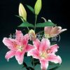 昆明鮮花批發(fā)　百合花批發(fā)，玫瑰花，康乃馨，菊花
