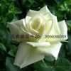 特價月季花苗 坦尼克觀花盆栽 大花月季壯苗 月季花苗樹