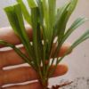 花卉種苗 黃鶯種苗苗 配花類花卉苗木 黃鶯花苗