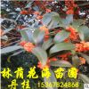 大量批發綠化工程景觀樹芳香植物紅桂花樹