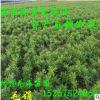 批發綠化苗木常綠灌木花卉植物杜鵑 2018年毛杜 杜鵑球新價格