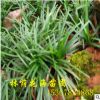 批發 極耐寒玉龍草 矮麥冬草 耐寒植物四季常青優質庭院地被植物