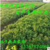 大量低價批發綠化苗木常綠灌木花卉植物杜鵑 杜鵑球 毛鵑球規格齊