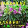基地低價直銷常綠花卉植物常綠灌木杜鵑 毛鵑球 綠籬植物杜鵑苗