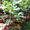 神秘果苗 4-5年樹苗 蜜拉圣果 奇跡果 變味果 專業(yè)種植批發(fā)供應