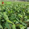 神秘果 1年樹苗盆栽 批發(fā)供應珍稀蜜拉圣果 變味果 四季開花果苗