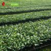 神秘果果苗 當年苗 奇跡果變味果盆栽 蜜拉圣果 專業(yè)種植批發(fā)供應