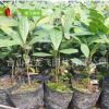 神秘果 2年樹苗 珍稀蜜拉圣果樹 奇跡果 變味果 龍飛園林批發(fā)供應
