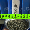 優(yōu)質(zhì)特菜品種【紅秋葵種子】 高品質(zhì)