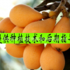 果樹苗枇杷樹苗特晚熟大果枇杷大五星白沙枇杷枇6年苗當(dāng)年結(jié)果