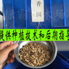 專業(yè)供應(yīng)香櫞種子 香櫞種子批發(fā) 香園種子 枸櫞種子 種苗批發(fā)
