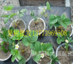 四季草莓苗 攀援草莓苗盆栽草莓苗 水果草莓苗 當年結果