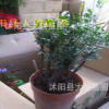 盆栽綠植 紫檀 小葉紫檀 木紫檀樁 室內桌面高檔盆栽