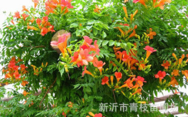 場家批發(fā)綠化苗木花卉喬木花灌木色塊宿根類凌霄 歡迎咨詢