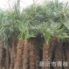 批發(fā)綠化苗木花卉喬木花灌木色塊宿根類 棕櫚 棕櫚批發(fā) 歡迎咨詢